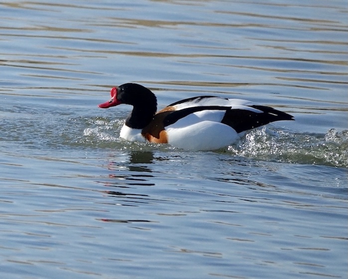 shelduck